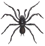 Sydney Funnel-Web Spider - MALE