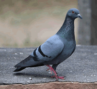 pigeon control